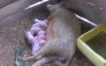 Pig farming- a new project for ultra poor women